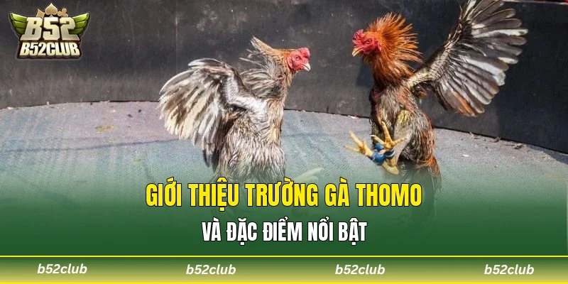 Giới thiệu trường gà Thomo và đặc điểm nổi bật