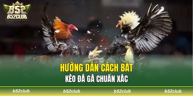 Hướng dẫn cách bắt kèo đá gà chuẩn xác
