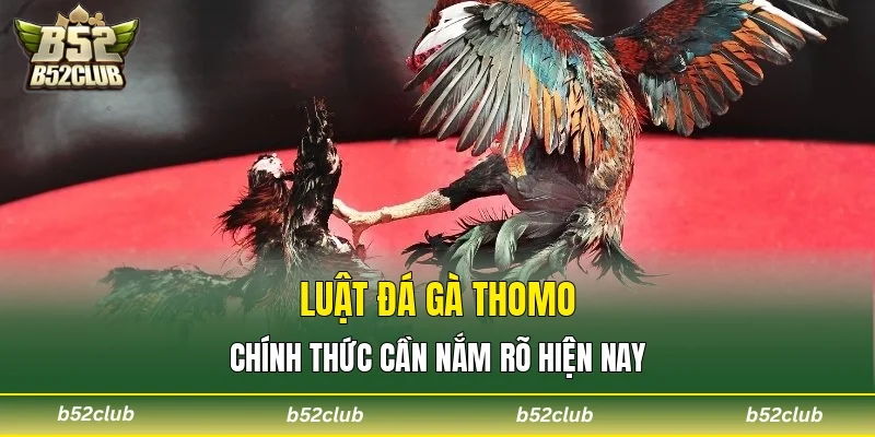 Luật đá gà Thomo chính thức cần nắm rõ hiện nay