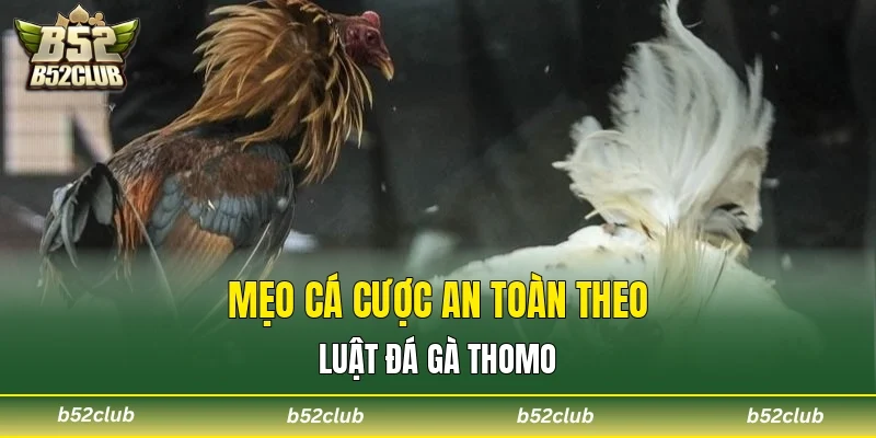 Mẹo cá cược an toàn theo luật đá gà Thomo