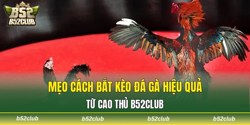 Mẹo cách bắt kèo đá gà hiệu quả từ cao thủ B52club